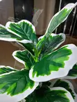 Artificial Variegated Fiddle Leaf Fig Plant - 2