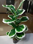 Artificial Variegated Fiddle Leaf Fig Plant - 3