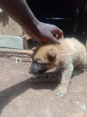 1-3 Month Female Mixed Breed Puppy (German Shepherd Mix)