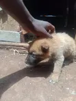 Mtoto wa Mbwa wa Kike Mchanganyiko (Mchanganyiko wa German Shepherd), Miezi 1-3 - 1