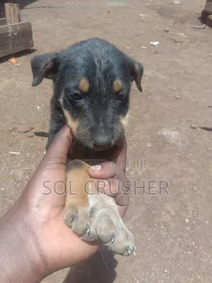 Mtoto wa Mbwa wa Kike Mchanganyiko (Mchanganyiko wa German Shepherd), Miezi 1-3