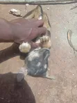Mtoto wa Mbwa wa Kike Mchanganyiko (Mchanganyiko wa German Shepherd), Miezi 1-3 - 3