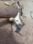 Mtoto wa Mbwa wa Kike Mchanganyiko (Mchanganyiko wa German Shepherd), Miezi 1-3 - 4