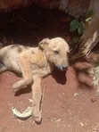 Mtoto wa Mbwa wa Kike Mchanganyiko (Mchanganyiko wa German Shepherd), Miezi 1-3 - 5