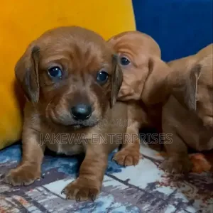 Purebred Female Dachshund Puppy