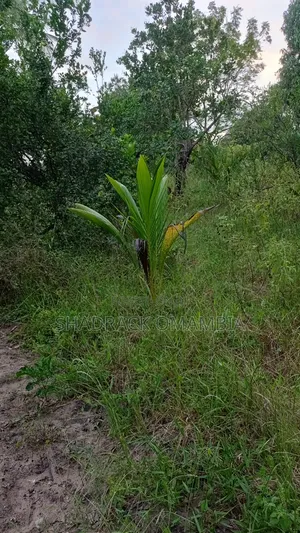 Shamba la Kilimo na Miti ya Matunda Hongwe