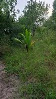 Shamba la Kilimo na Miti ya Matunda Hongwe - 1