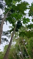 Shamba la Kilimo na Miti ya Matunda Hongwe - 2
