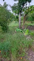 Shamba la Kilimo na Miti ya Matunda Hongwe - 3