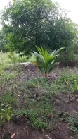 Shamba la Kilimo na Miti ya Matunda Hongwe - 4