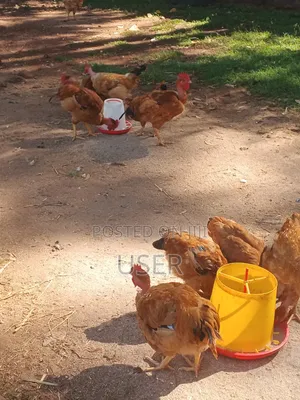 Kenbro Chickens for Sale