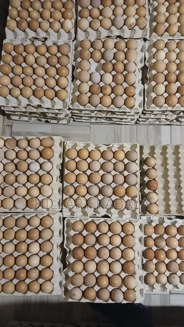 Eggs Per Tray (30 Count) - 1