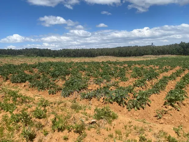 5.5 Acres Farmland for Sale in Kamuri, Kuresoi North - 1