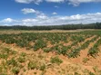 5.5 Acres Farmland for Sale in Kamuri, Kuresoi North - 1