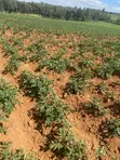 5.5 Acres Farmland for Sale in Kamuri, Kuresoi North - 3