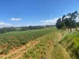 5.5 Acres Farmland for Sale in Kamuri, Kuresoi North - 4