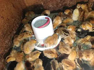 100 Quality F1 Improved Kienyeji Chicks - Interchick