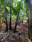 1/4 Eka ya Ardhi ya Makazi, Kiambu Road - 3