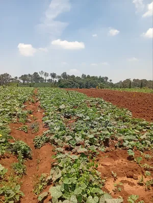 Kitalu cha Makazi cha 1/4 Akiwa Mbali na Barabara ya Kiambu