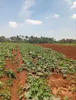 1/4 Acre Residential Plot Off Kiambu Road - 1