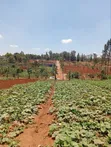 1/4 Acre Residential Plot Off Kiambu Road - 2