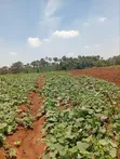 1/4 Acre Residential Plot Off Kiambu Road - 3