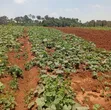 1/4 Acre Residential Plot Off Kiambu Road - 4