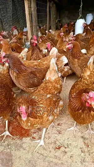 Improved Kienyeji, Rainbow, Kenbro Chickens