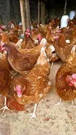 Improved Kienyeji, Rainbow, Kenbro Chickens - 1