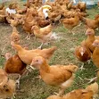 Improved Kienyeji, Rainbow, Kenbro Chickens - 2