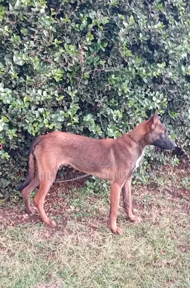 3-6 Month Male Purebred Belgian Malinois Puppy - 1