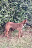 3-6 Month Male Purebred Belgian Malinois Puppy - 1