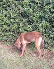 3-6 Month Male Purebred Belgian Malinois Puppy - 2