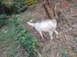 Dairy Goats - Pregnant Doe with Two Kids - 1