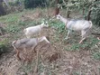 Dairy Goats - Pregnant Doe with Two Kids - 2