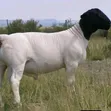 Matured Dorper Rams - 1