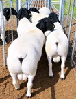 Matured Dorper Rams - 2