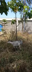 Nyumba ya Chumba 1, Kodi, Kitengela - 5