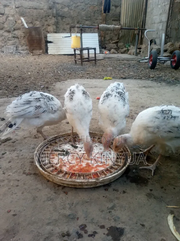 Kuku wa Nyama (Miezi 4) - 1