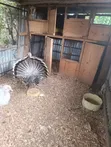 Kuku Mkubwa Mume Safi - 2