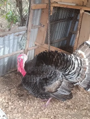 Kuku Mkubwa Mume Safi