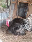 Kuku Mkubwa Mume Safi - 4