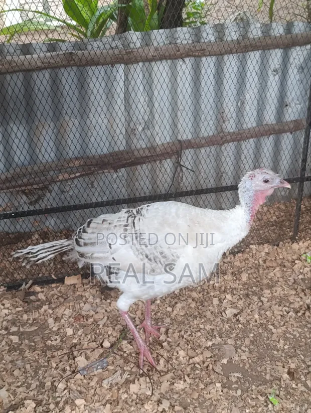 Mature Female Turkey - 1