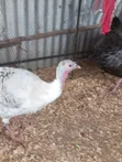 Mature Female Turkey - 2