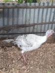 Mature Female Turkey - 3