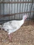 Mature Female Turkey - 4
