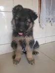 K-9 Kijerumani Mwanaume Mwezi 1-3 Safi - 1