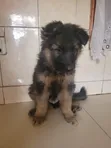K-9 Kijerumani Mwanaume Mwezi 1-3 Safi - 2