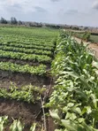 Eneo Bora la Eka 20 kwa Uuzaji Kisaju - 1