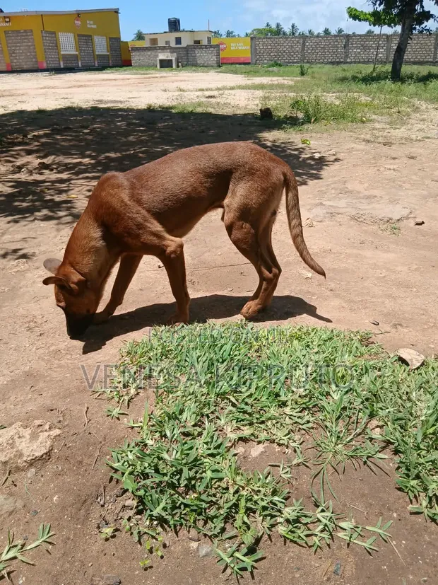 Male Boerboel Mix Puppy, 6-12 Months - 1